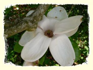 Tulpenbaumblüte-Ast